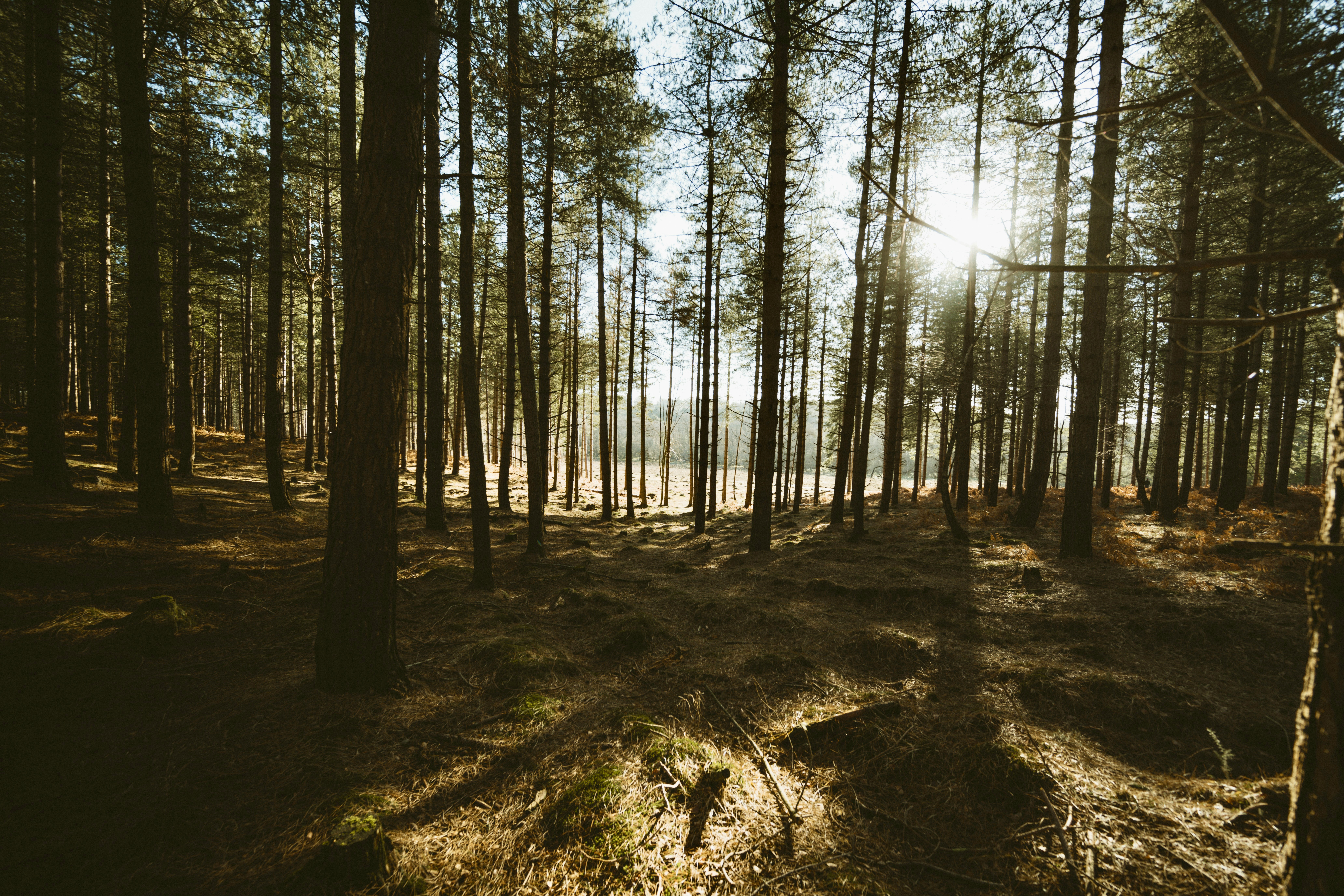 Woodland view for burial
