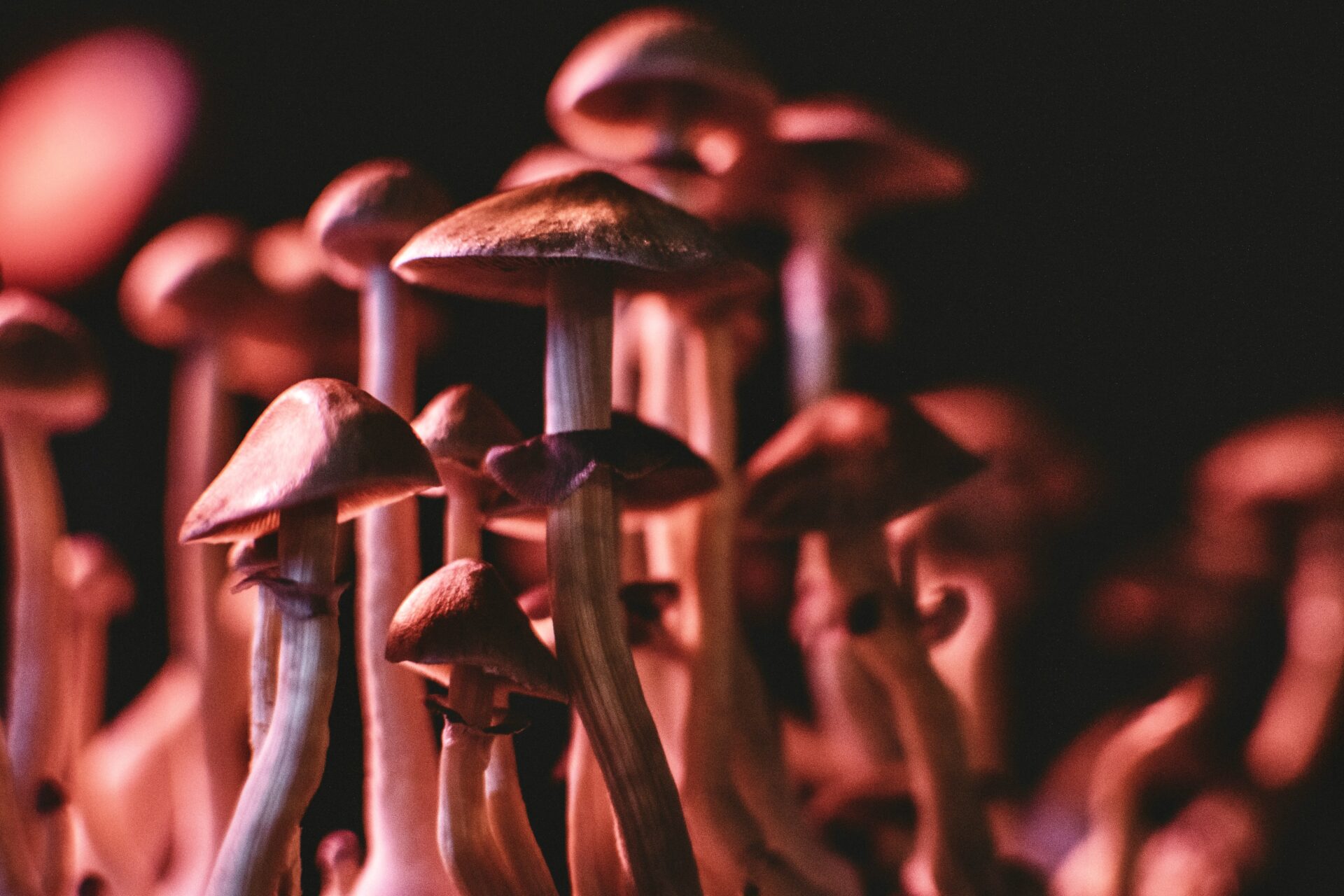 Little mushrooms growing