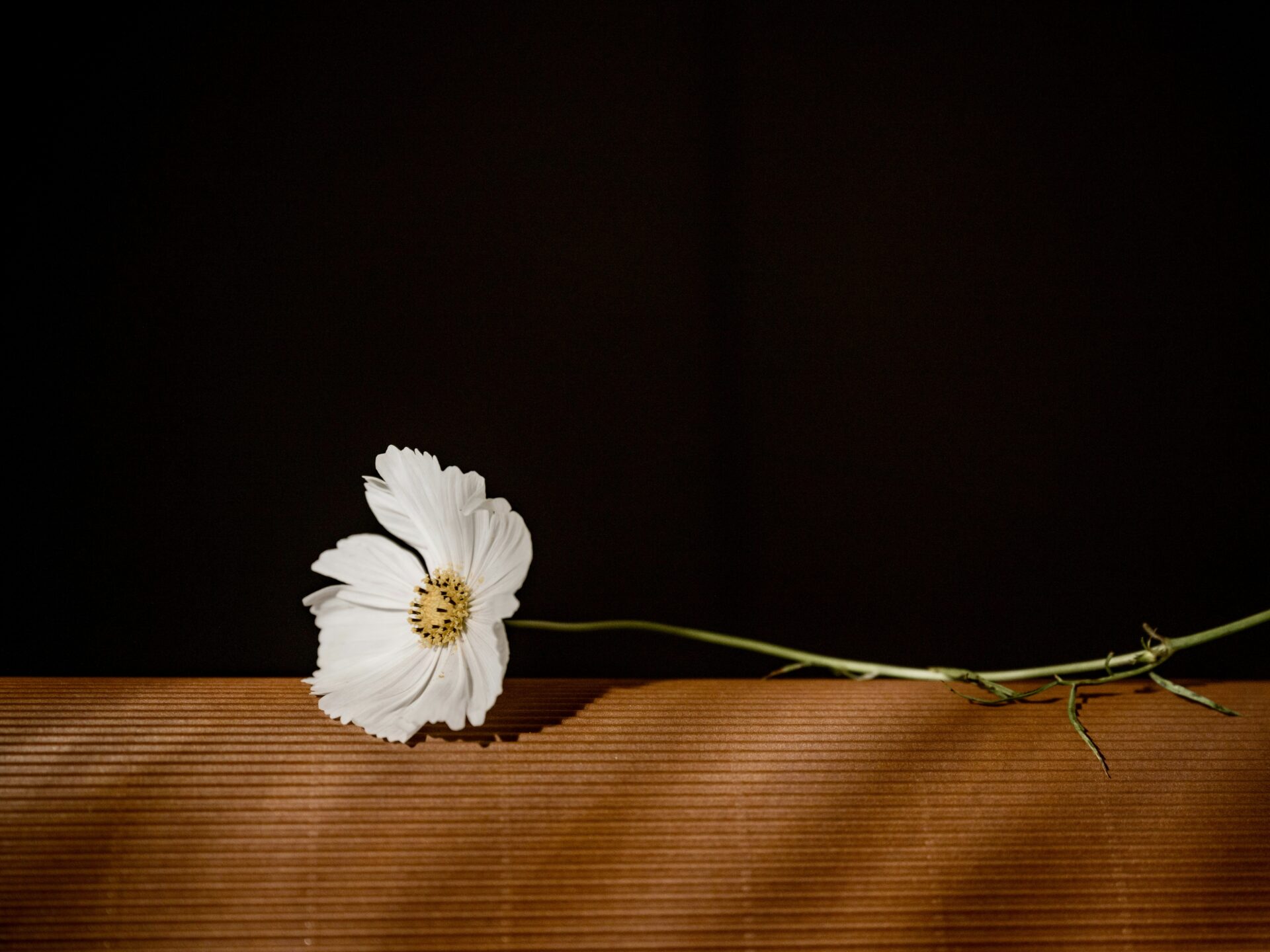 Single white flower